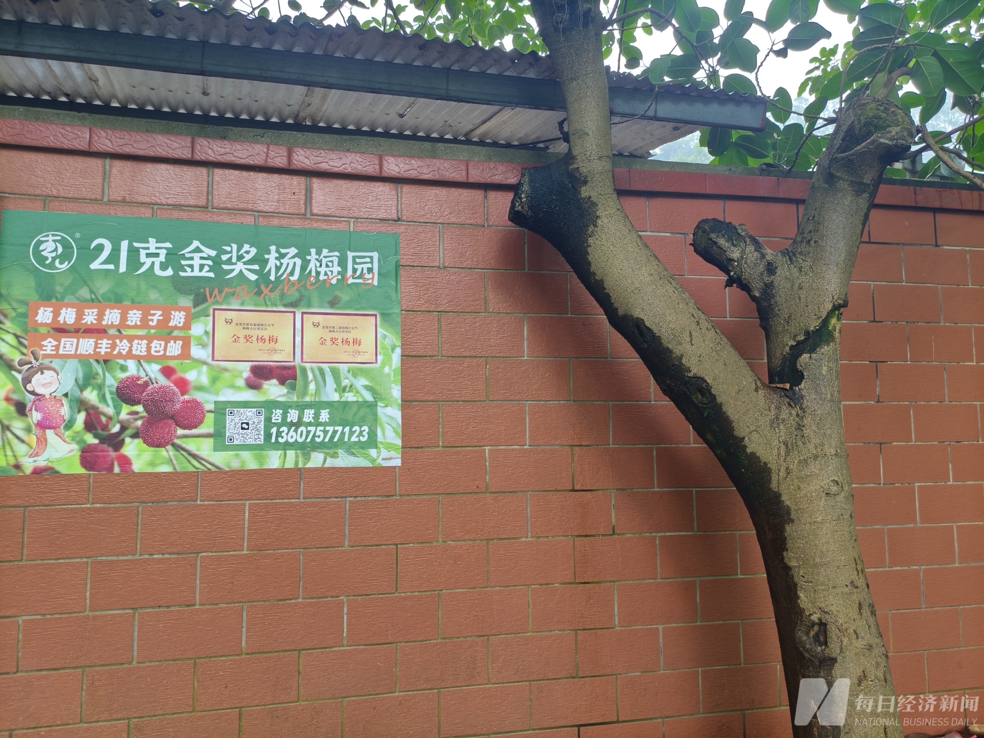 实探漩涡中的漳州杨梅：收购价跌至2元内，果农如何拒绝“潜规则”？ (http://www.photoreceiver.com/) 财经 第3张